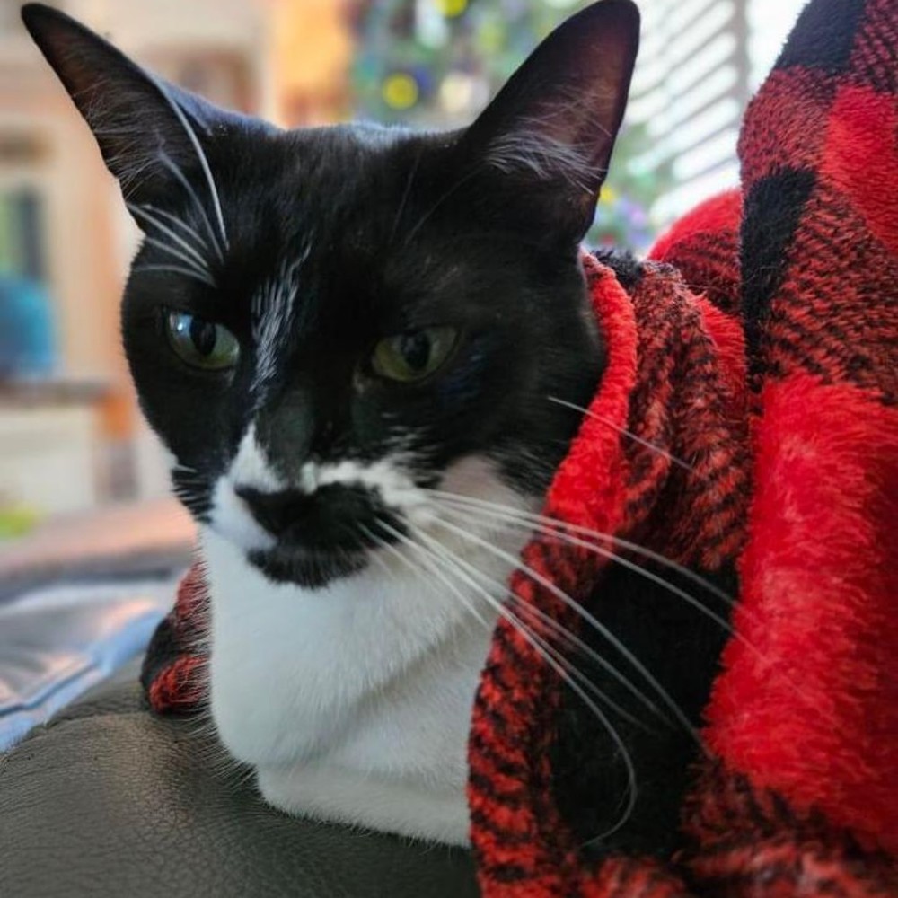 Meet your Posher, Daphne